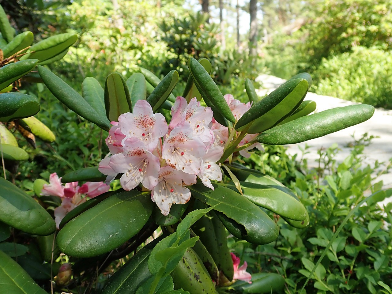 R. brachycarpum ssp. brachycarpum Roseum Group